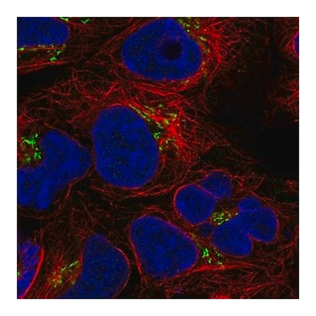 Merck Anti-BLOC1S3 antibody produced in rabbit