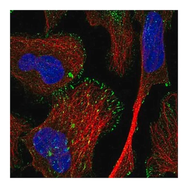 Merck Anti-TRIM62 antibody produced in rabbit