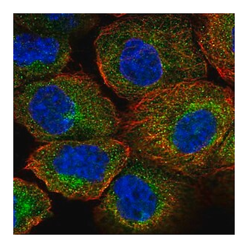 Merck Anti-AIP antibody produced in rabbit