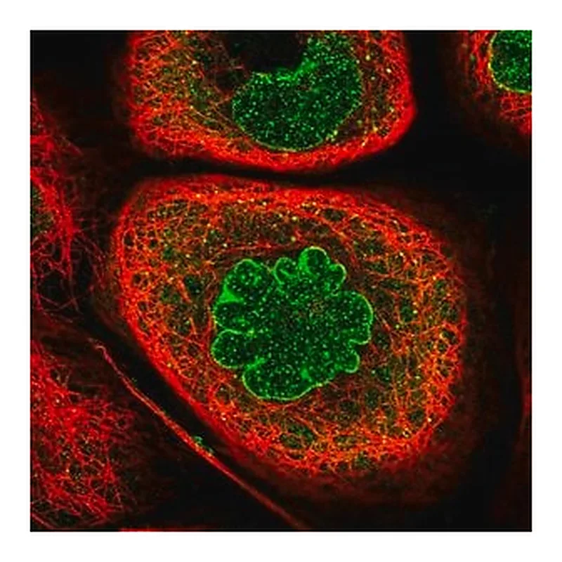 Merck Anti-KPNB1 antibody produced in rabbit