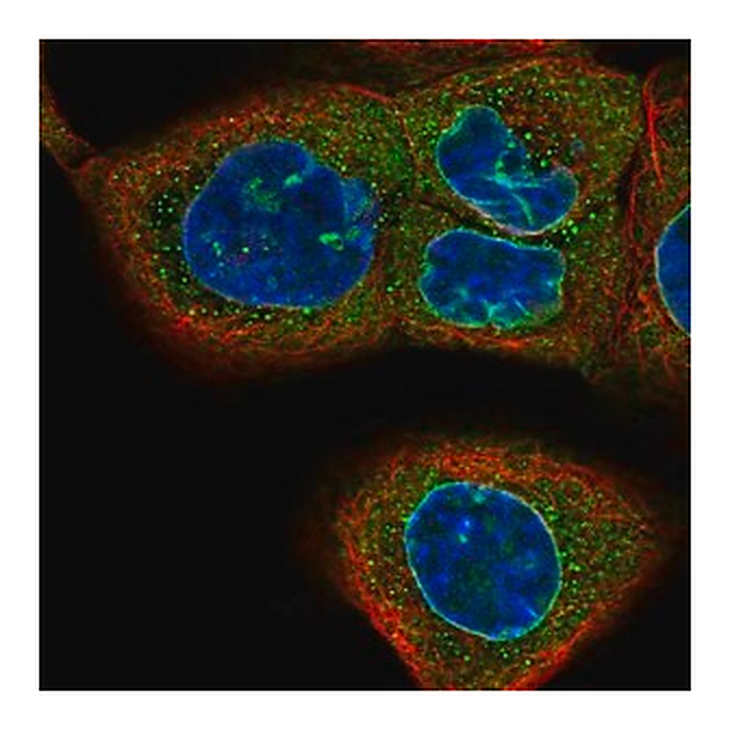 Merck Anti-CASC3 antibody produced in rabbit