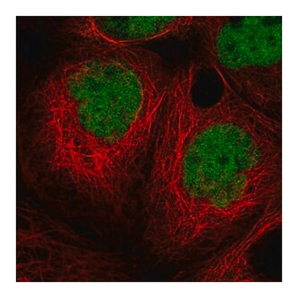 Merck Anti-MIER1 antibody produced in rabbit
