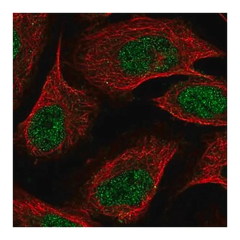 Merck Anti-ZDBF2 antibody produced in rabbit
