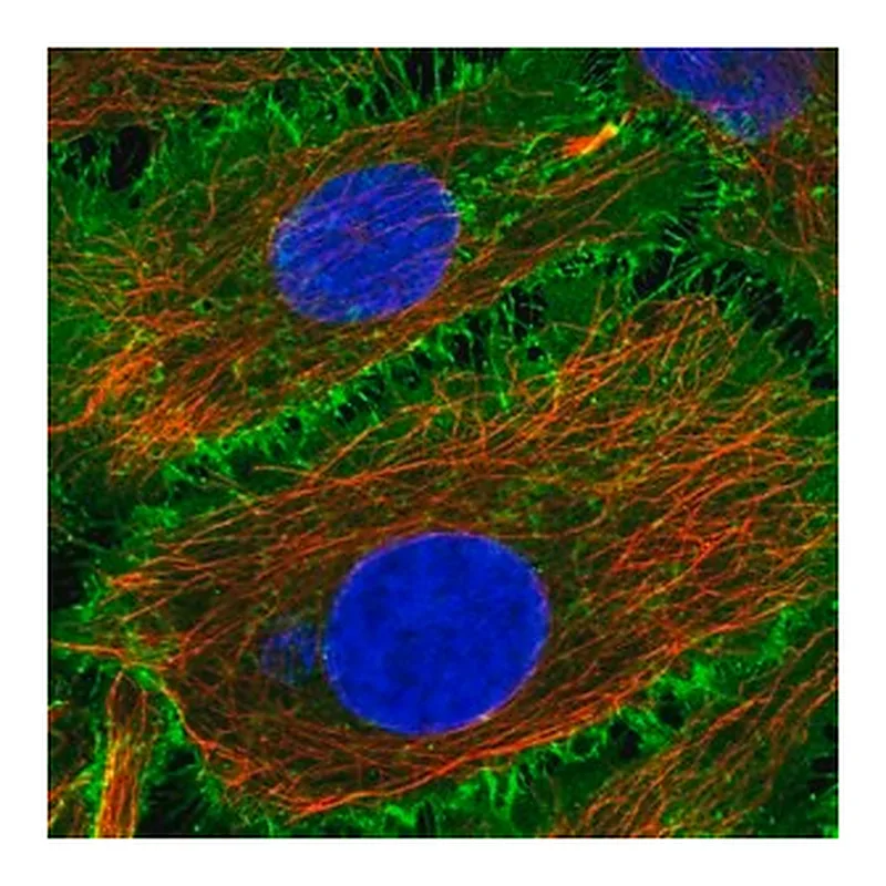 Merck Anti-BASP1 antibody produced in rabbit