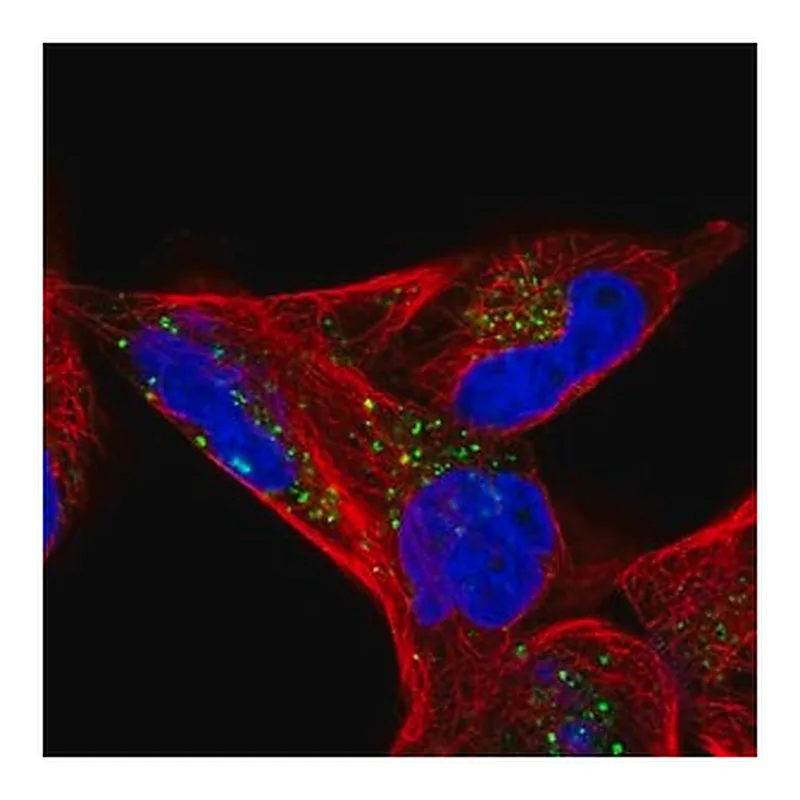Merck Anti-CD82 antibody produced in rabbit