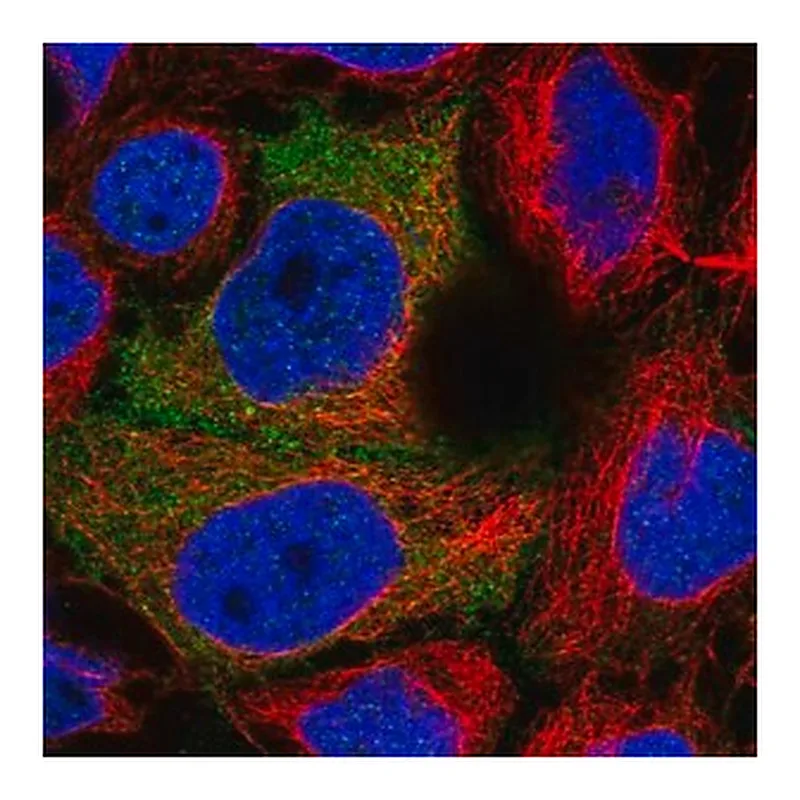 Merck Anti-PDZRN3 antibody produced in rabbit