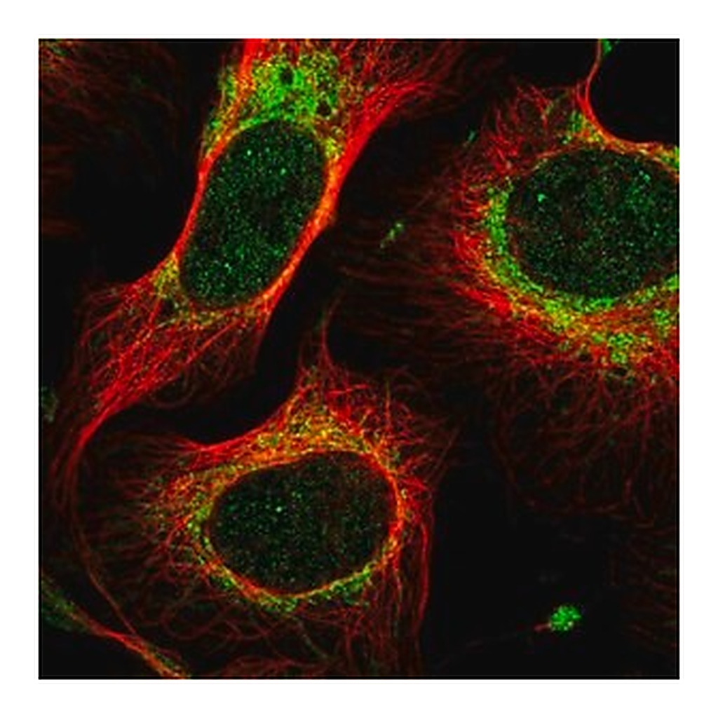 Merck Anti-MTIF2 antibody produced in rabbit