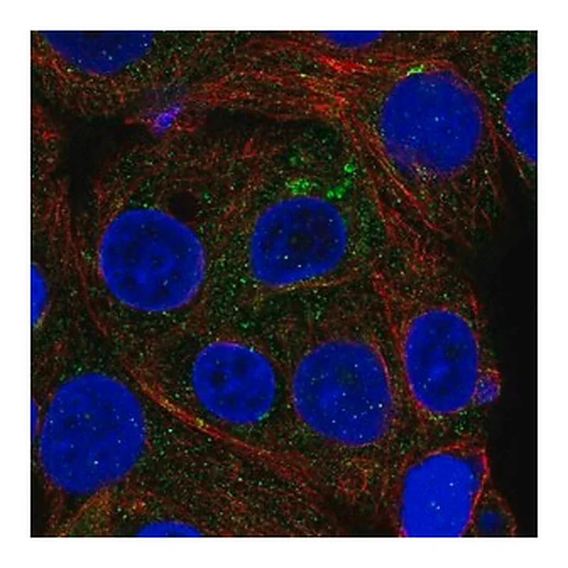 Merck Anti-ICA1 antibody produced in rabbit