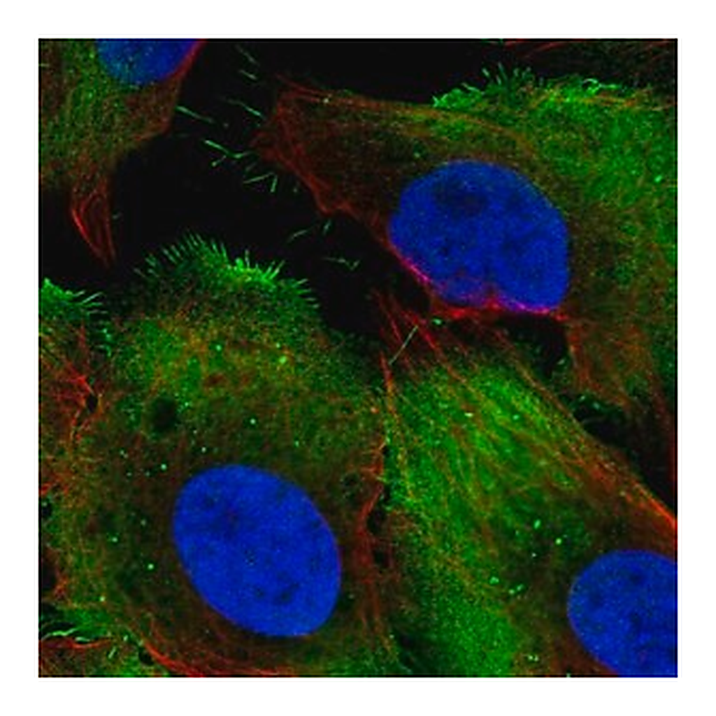 Merck Anti-PCMTD1 antibody produced in rabbit