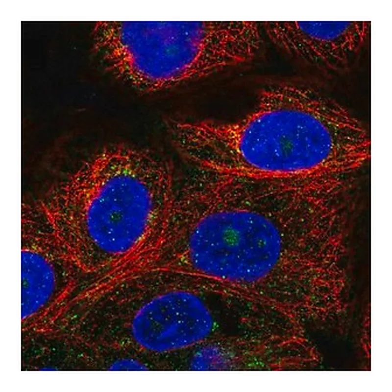 Merck Anti-VPS51 antibody produced in rabbit