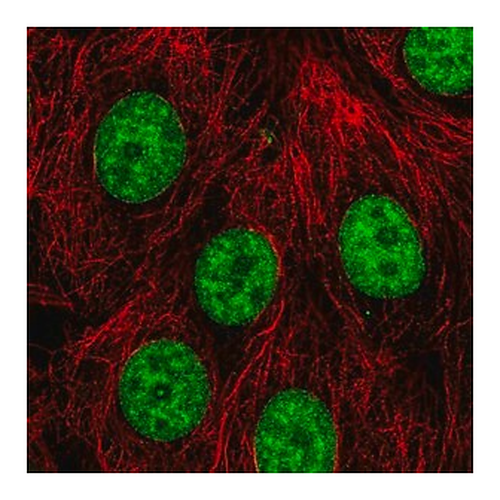 Merck Anti-PLRG1 antibody produced in rabbit