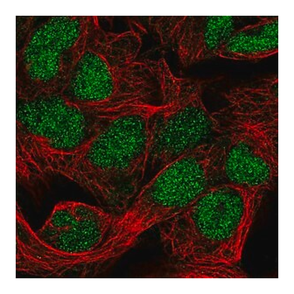 Merck Anti-FAM208B antibody produced in rabbit