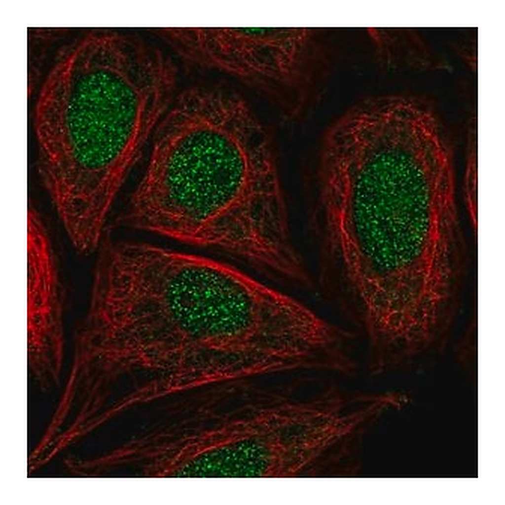 Merck Anti-CCDC61 antibody produced in rabbit