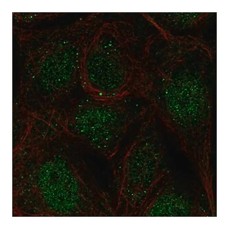 Merck Anti-CCDC63 antibody produced in rabbit