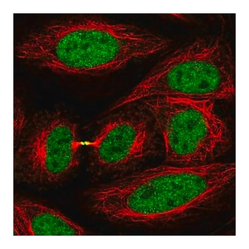Merck Anti-KIF4A antibody produced in rabbit