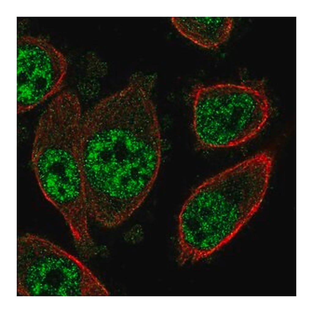 Merck Anti-SOX12 antibody produced in rabbit