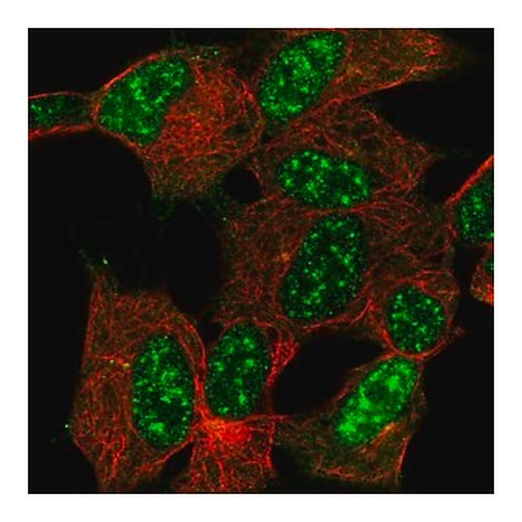 Merck Anti-CYGB antibody produced in rabbit