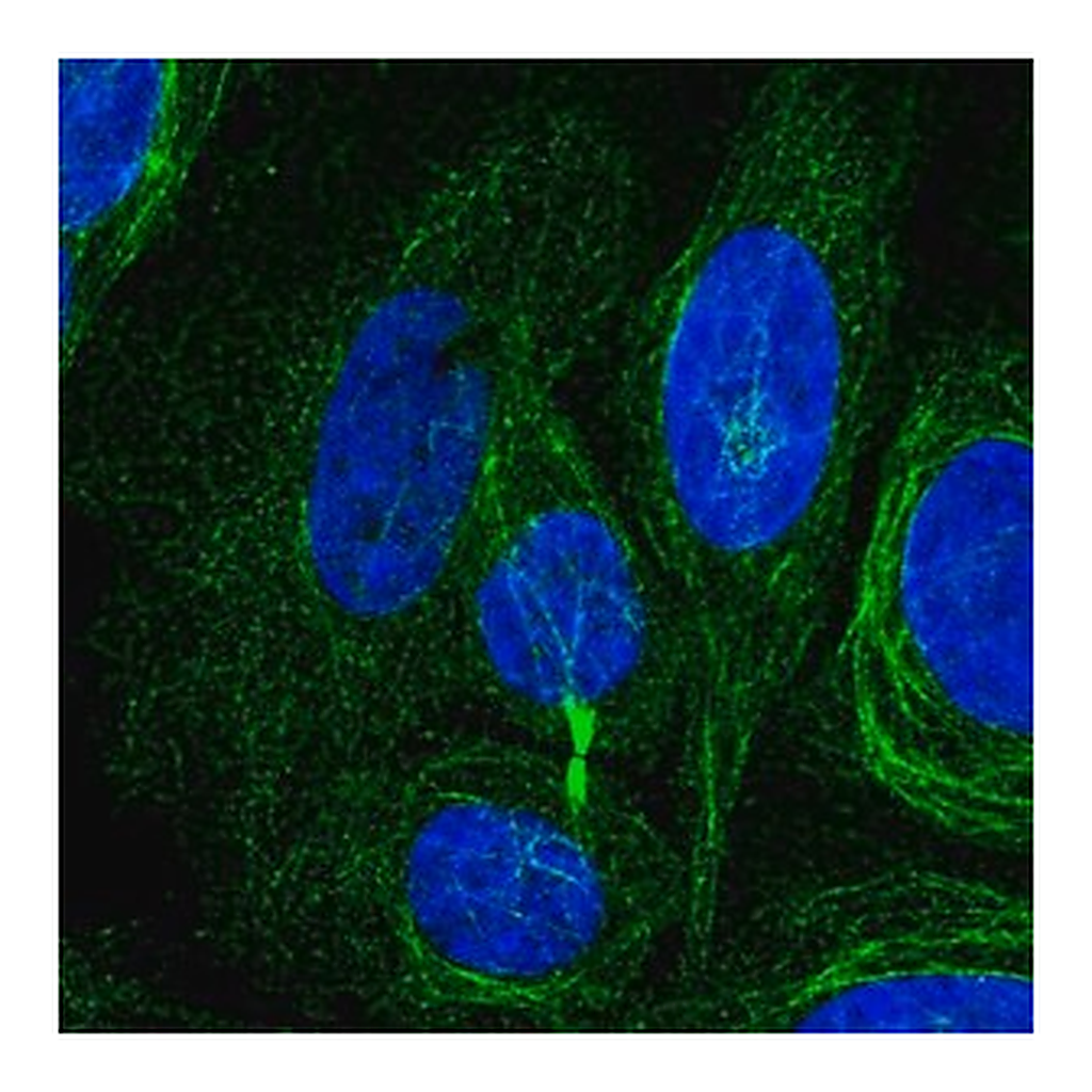 Merck Anti-KIAA1211L antibody produced in rabbit