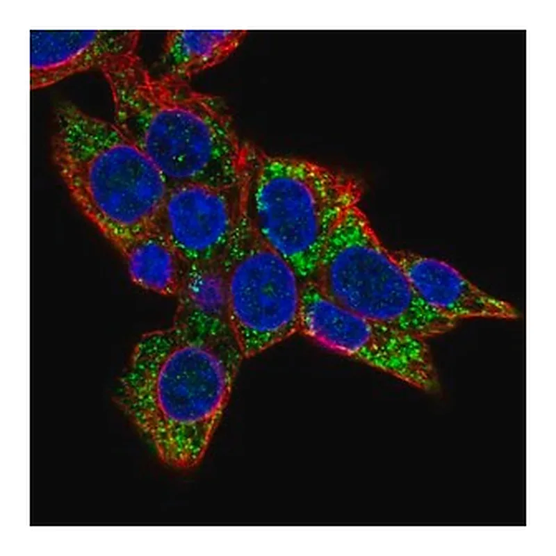 Merck Anti-COQ8A antibody produced in rabbit