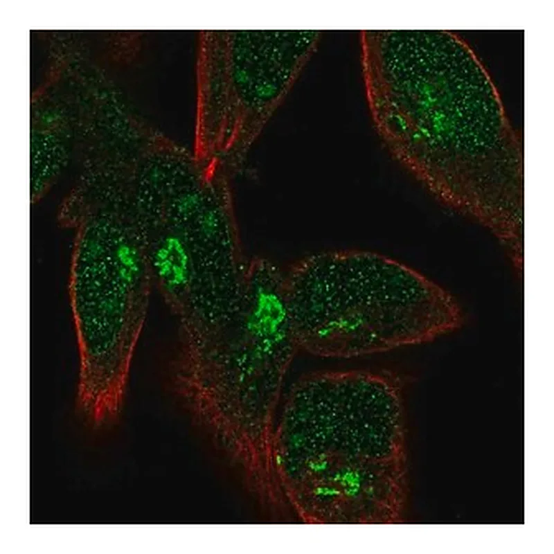 Merck Anti-FPR1 antibody produced in rabbit
