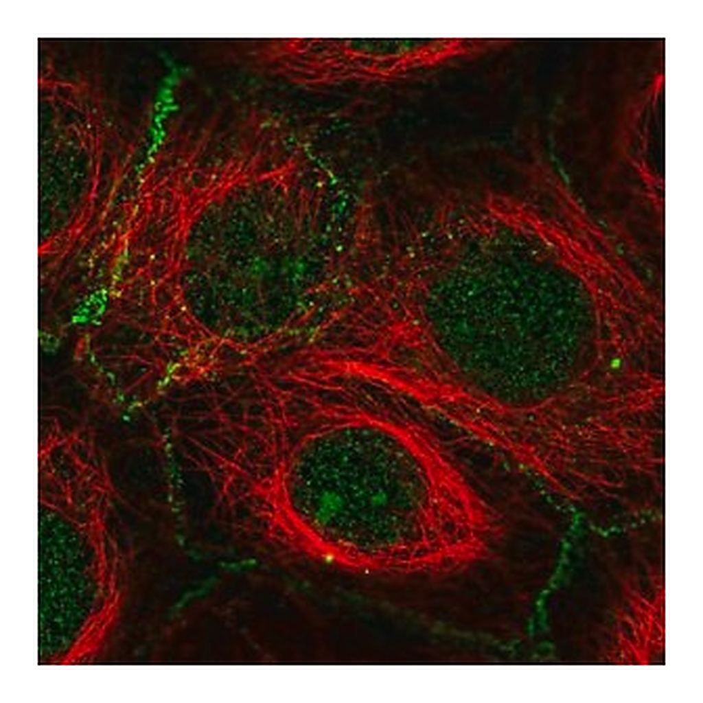 Merck Anti-FBXL2 antibody produced in rabbit