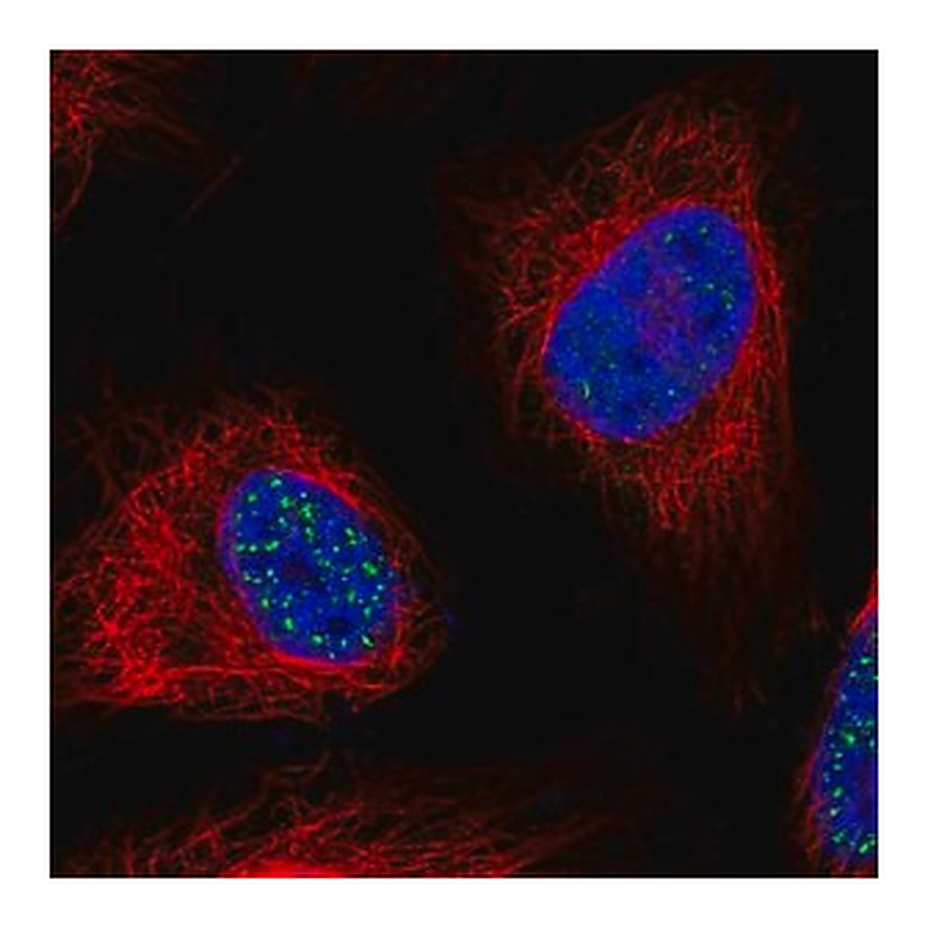 Merck Anti-WDR90 antibody produced in rabbit