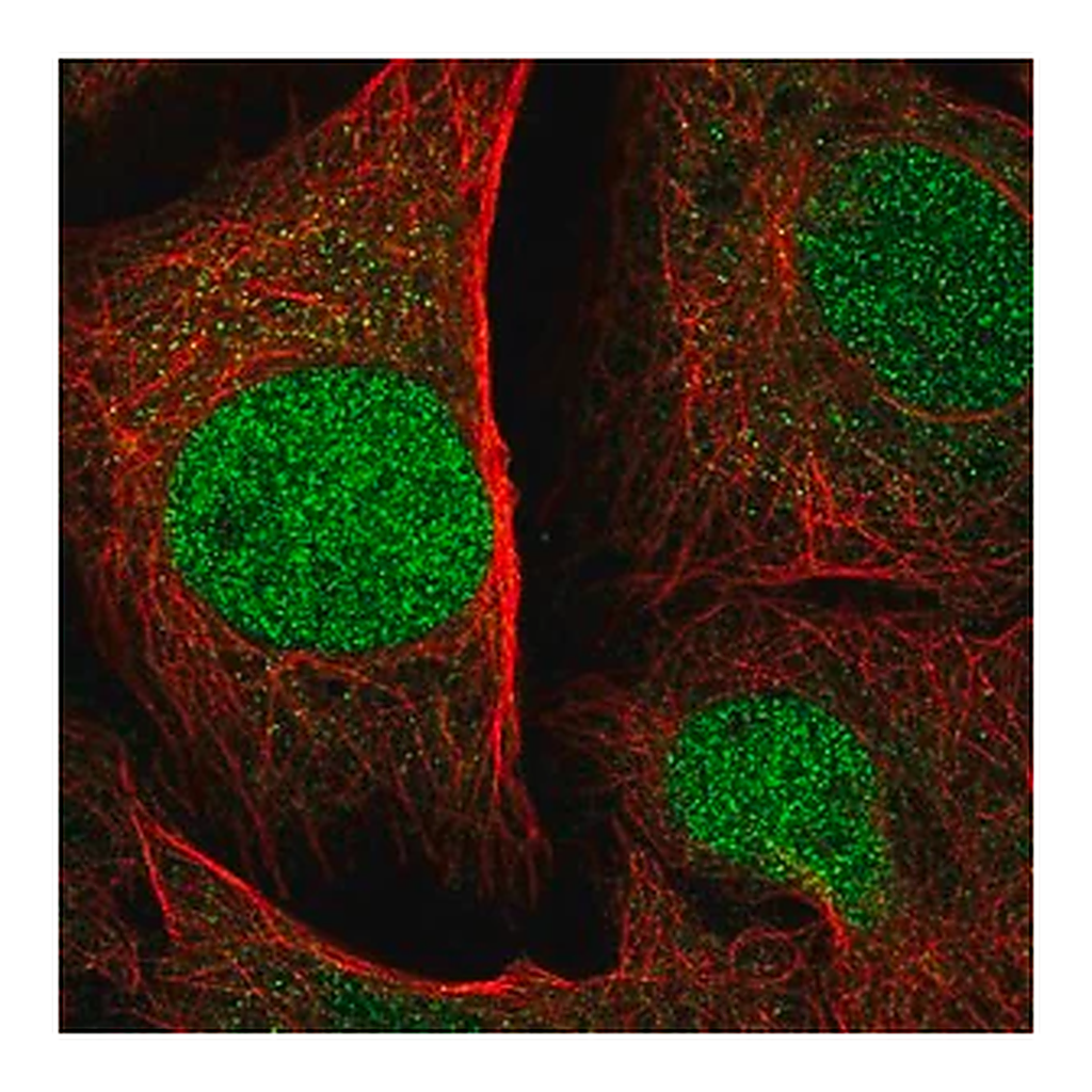 Merck Anti-SPRED1 antibody produced in rabbit