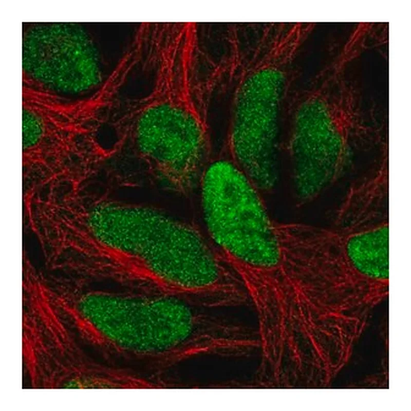 Merck Anti-C1orf52 antibody produced in rabbit