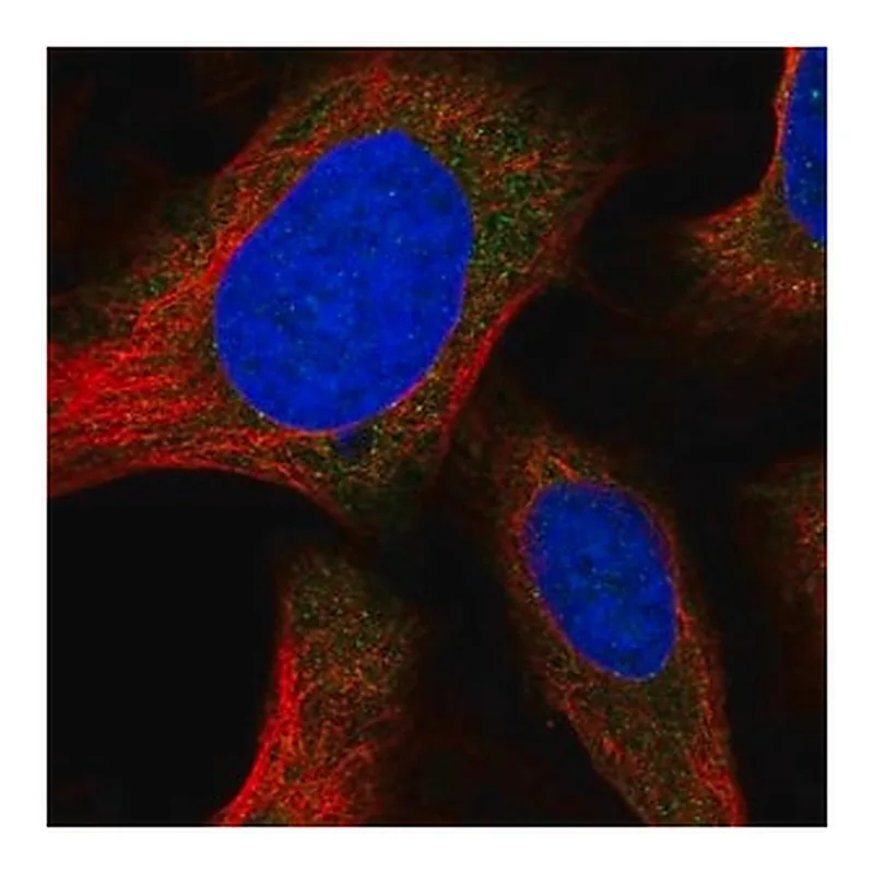 Merck Anti-ORAI1 antibody produced in rabbit