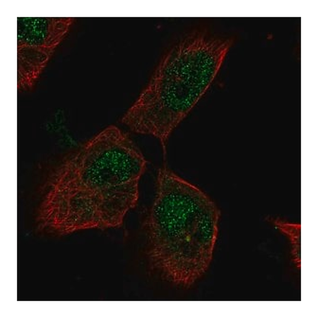 Merck Anti-PTTG1IP antibody produced in rabbit