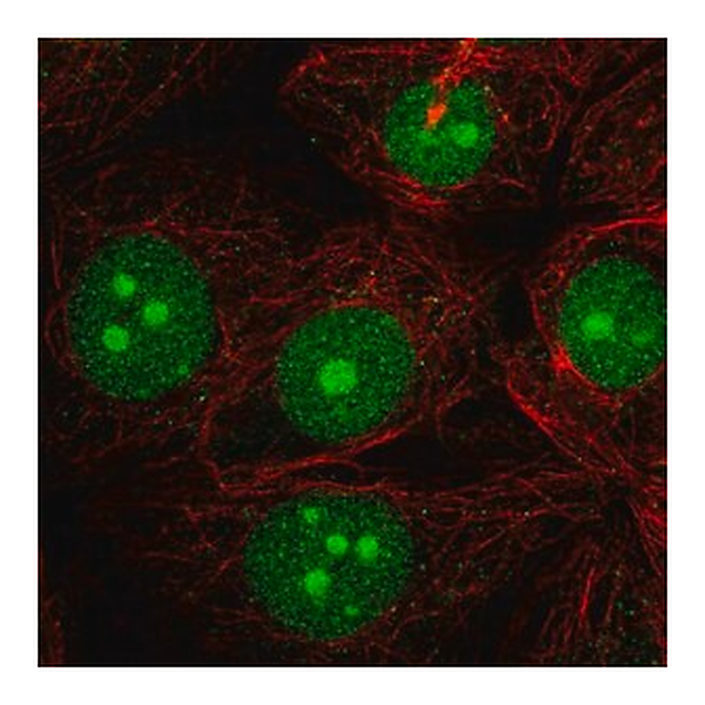 Merck Anti-LDOC1 antibody produced in rabbit
