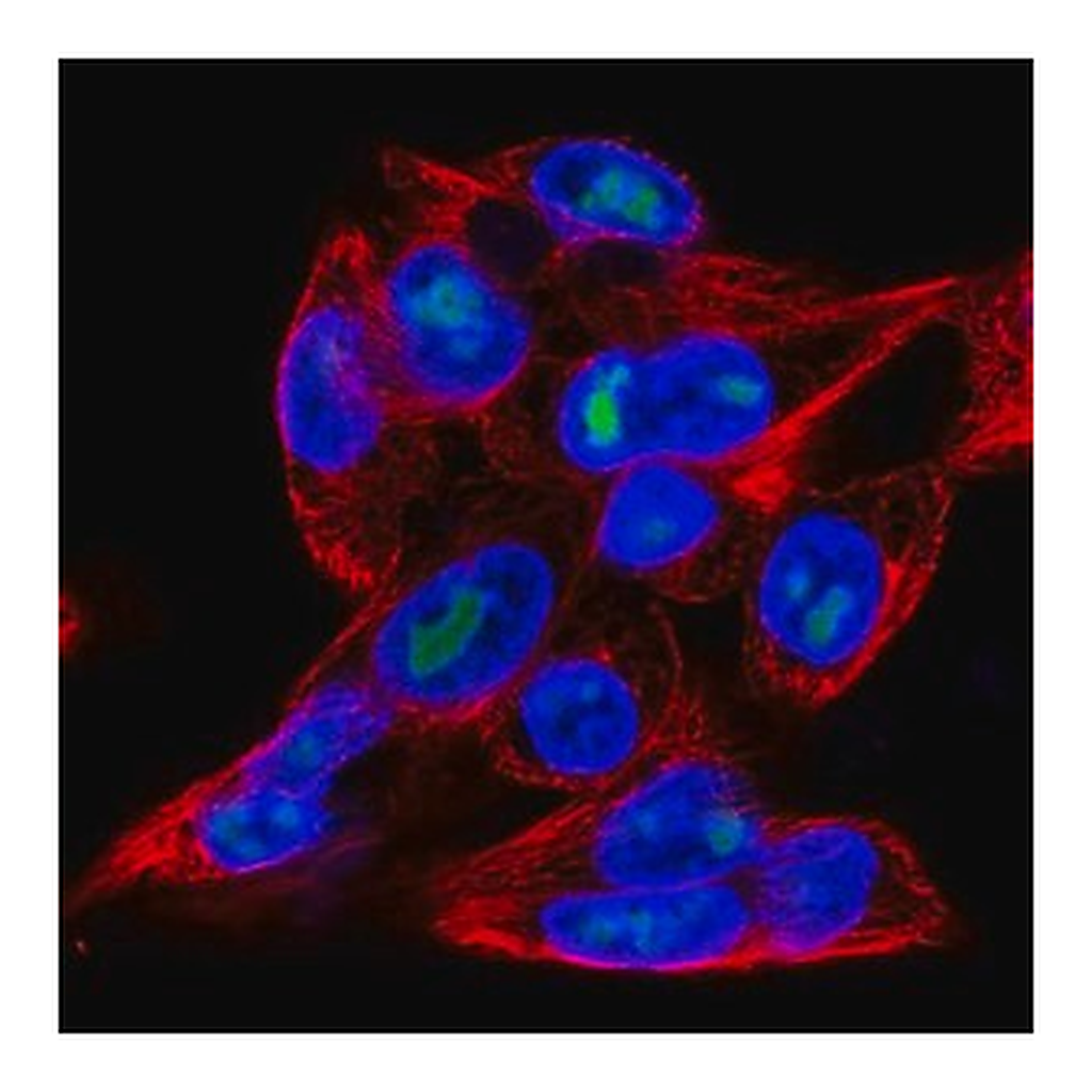 Merck Anti-MFSD9 antibody produced in rabbit