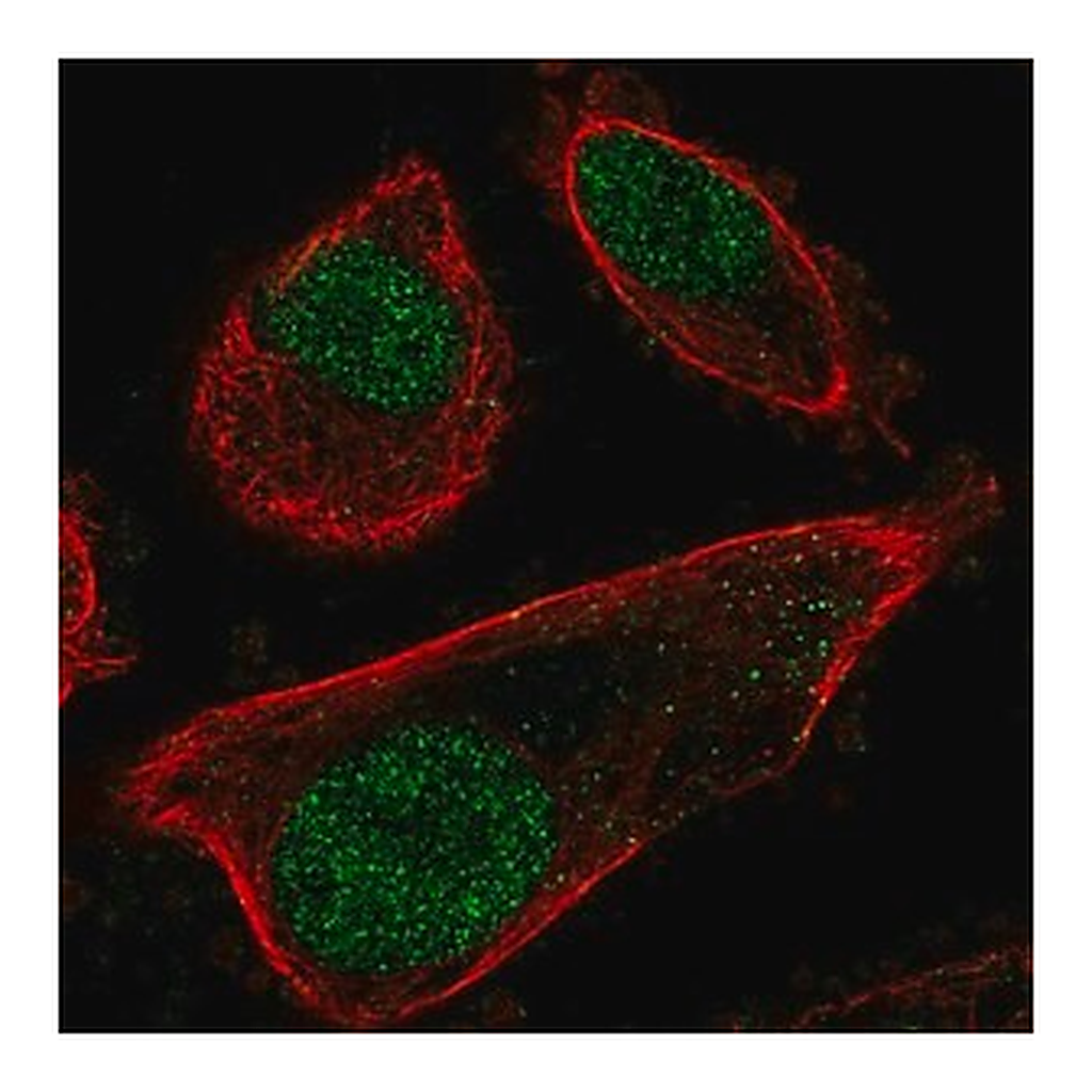 Merck Anti-PRPF31 antibody produced in rabbit