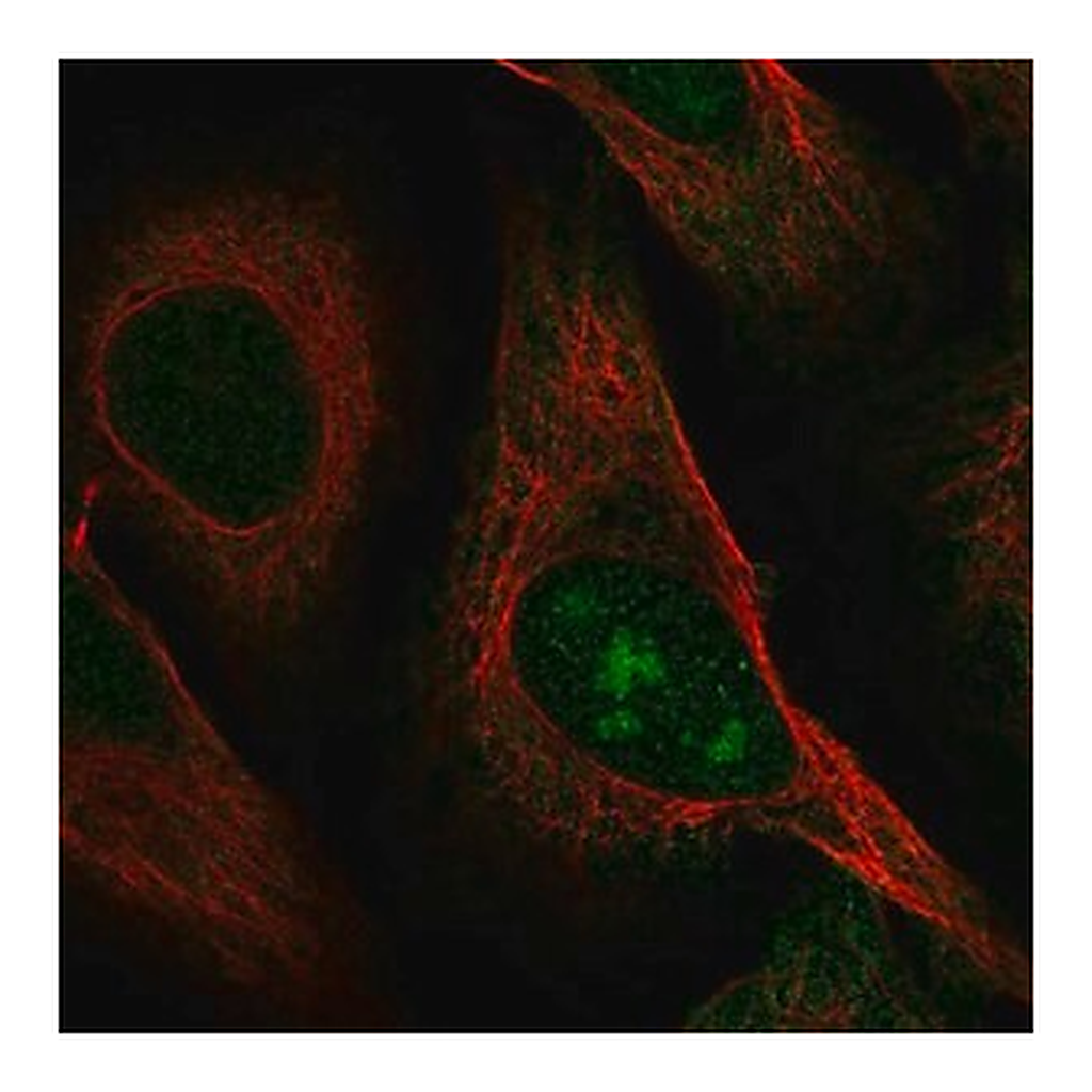 Merck Anti-C8orf59 antibody produced in rabbit