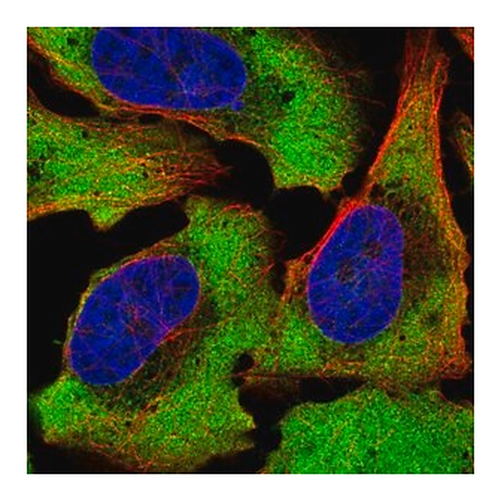 Merck Anti-ATXN2L antibody produced in rabbit