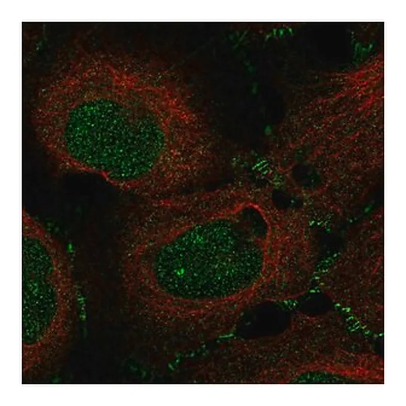 Merck Anti-MAP3K12 antibody produced in rabbit