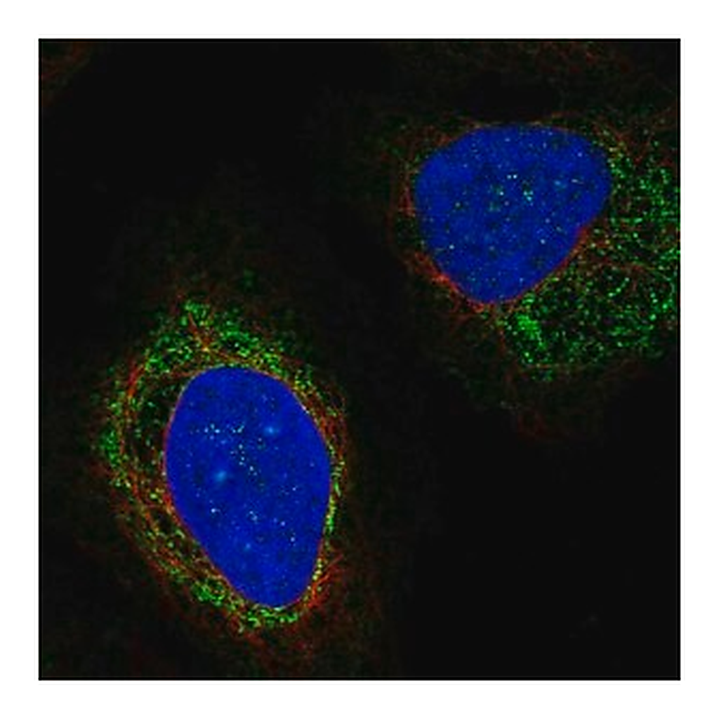 Merck Anti-PTPN5 antibody produced in rabbit