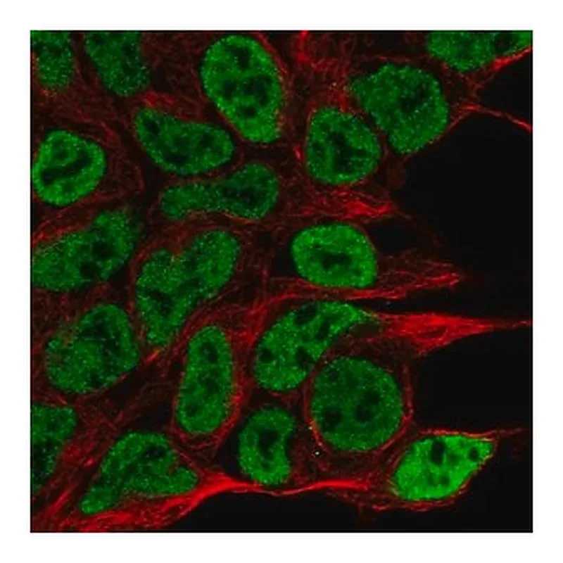 Merck Anti-NPAS1 antibody produced in rabbit