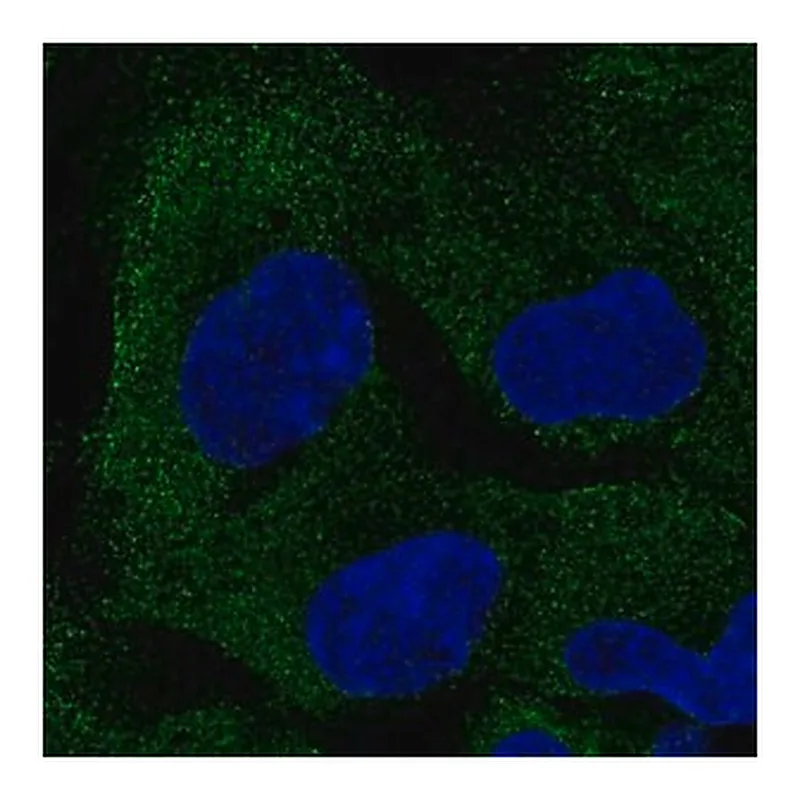 Merck Anti-PAIP2B antibody produced in rabbit