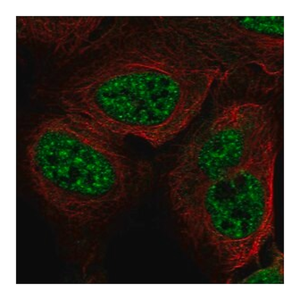 Merck Anti-RFPL3 antibody produced in rabbit
