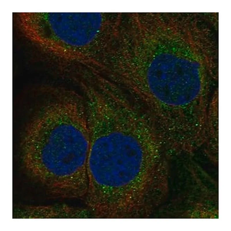 Merck Anti-TAP1 antibody produced in rabbit