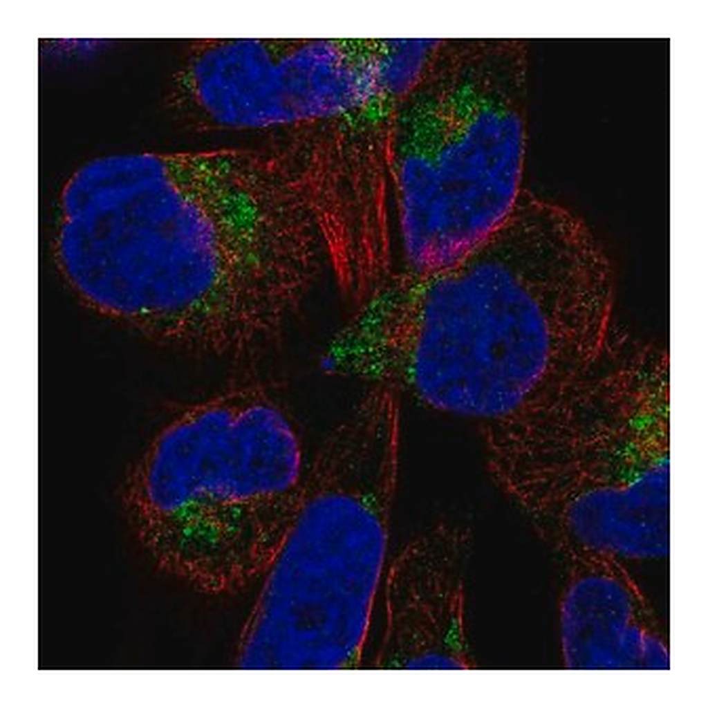 Merck Anti-DIRC2 antibody produced in rabbit