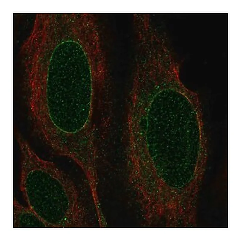 Merck Anti-NRM antibody produced in rabbit