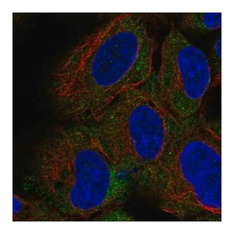 Merck Anti-CD1D antibody produced in rabbit