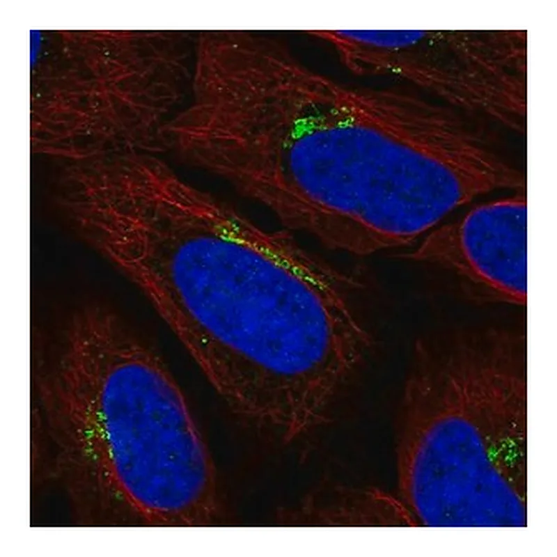 Merck Anti-KIAA0319L antibody produced in rabbit