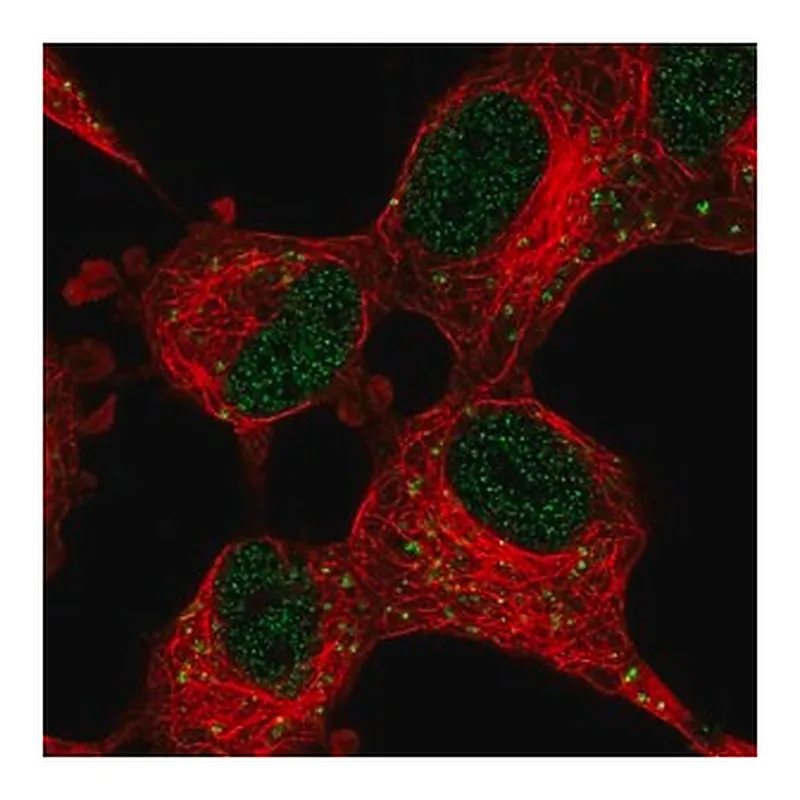 Merck Anti-CDK5R1 antibody produced in rabbit