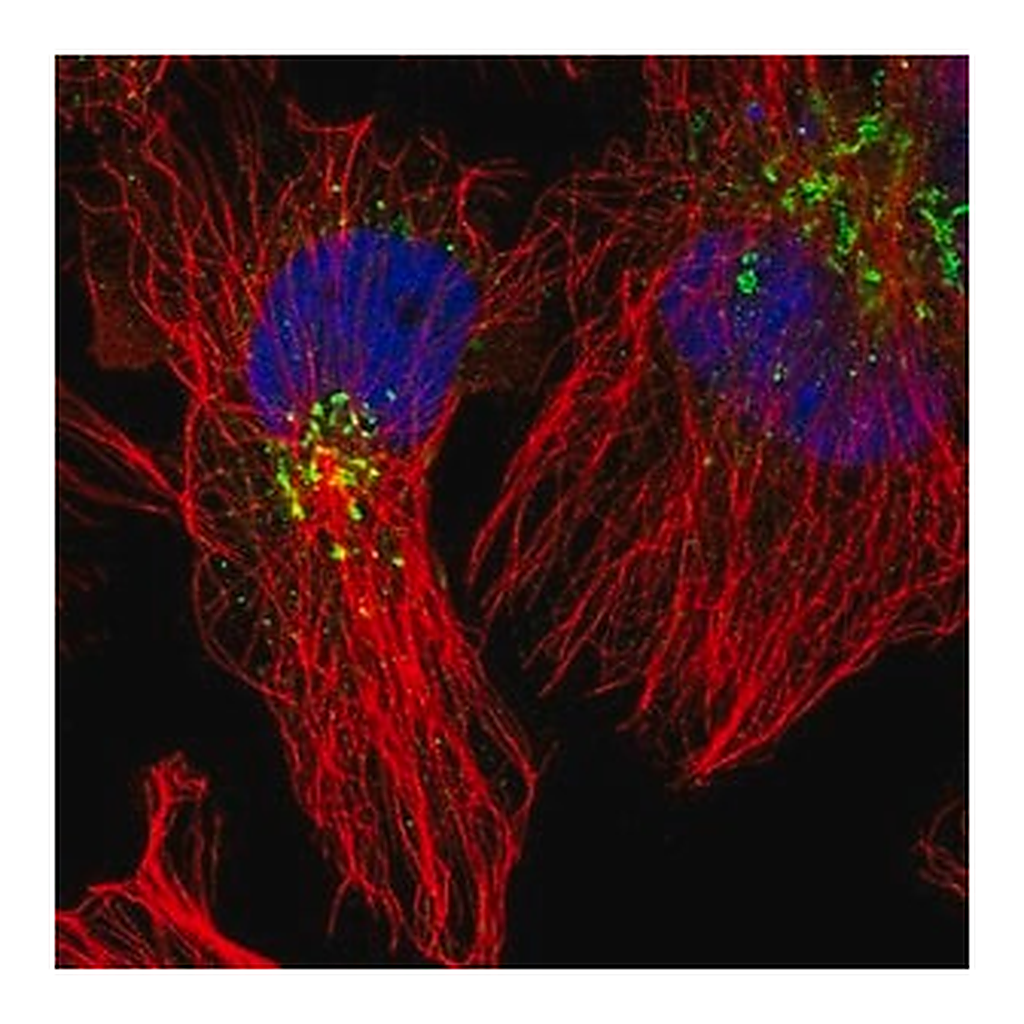 Merck Anti-ACSL4 antibody produced in rabbit