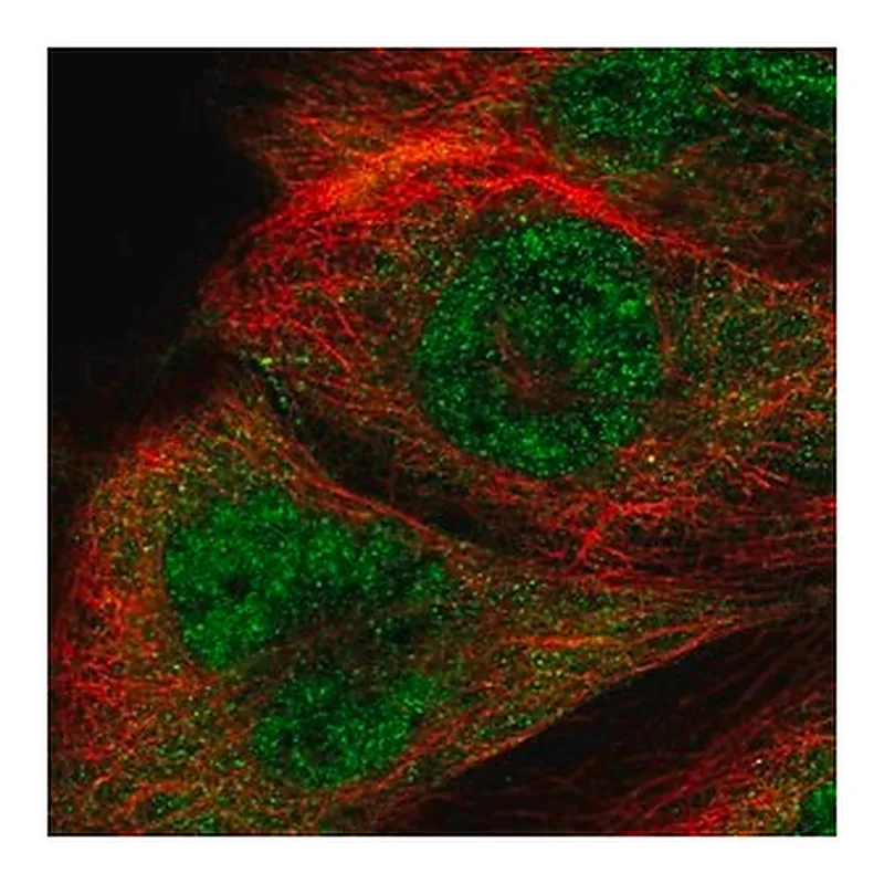 Merck Anti-RTCB antibody produced in rabbit