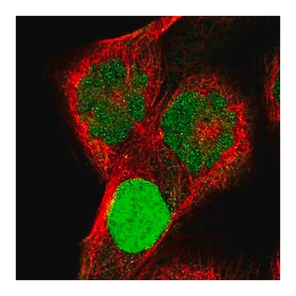 Merck Anti-KCND1 antibody produced in rabbit