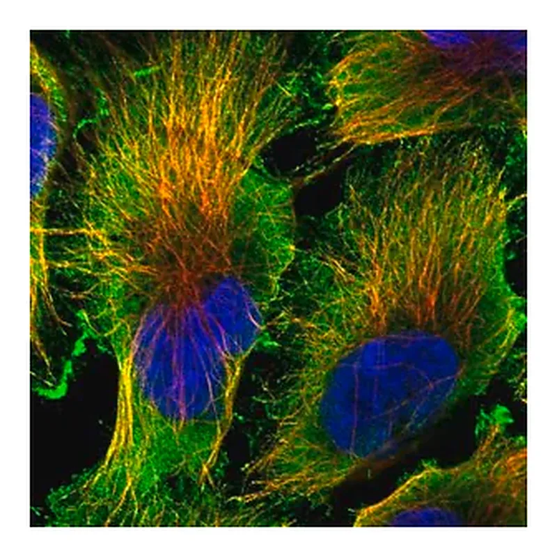 Merck Anti-CDK16 antibody produced in rabbit